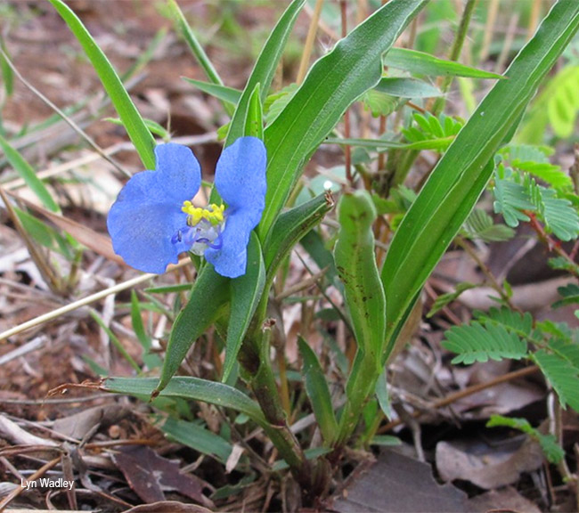 Commelina africana lancispatha